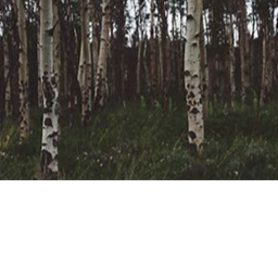 Wilderness {RP}🌲