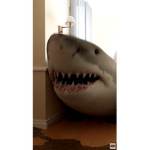 The shark squad………….