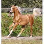 Golden hoof riding academy