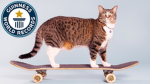 Chuckles Skater Cats!