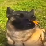 Dog with a butterfly on nose Studio