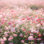 .+ The Aesthetic Flowers +.