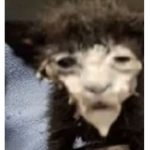 TowCreatSazy