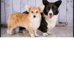 Corgi Place!!