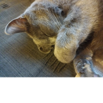 beluga the cat is awesome