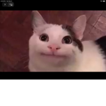 Da cats are very pog group