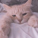 . mi ~.
