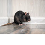 The Holy Rat Empire
