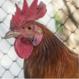 Chicken Run icon