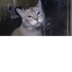 The talking kitty fan group