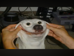 TEAMBACONCULB