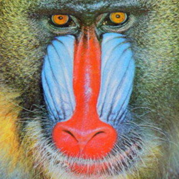 mandrill_maze