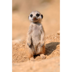 Meerkat people