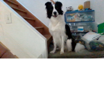 My Dog's Fan Group <3