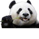 #Pandas Bois