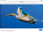 Turtles 125