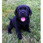 littel puppy