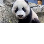 panda time to get a move on
