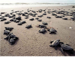 turtles masters of roblox