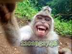 The Apes!!