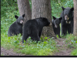 Squishy Bears Squad