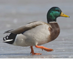 the best duck squad ever