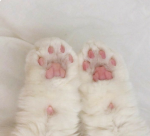 Cutes kitty