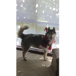 husky fan group~