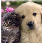 Cat and dog by alice <3