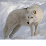 fallen wolf devil