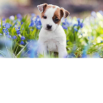 Chewy the dog