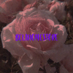 BelaHomeStore