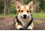 Dogs fan group :D
