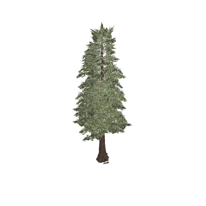 Pine Tree