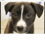 DOGS ARE AMZING