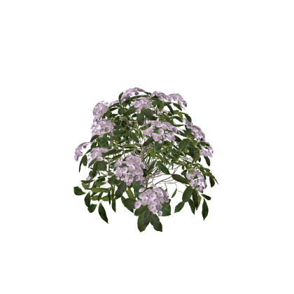 Pink Flower Bush
