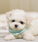 Tigahpups