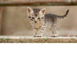 The kitten love Squad