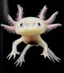 BloxOlotls