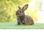rabbits of robloxia