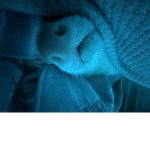 ferret_group_fr