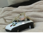 The bearded dragon club