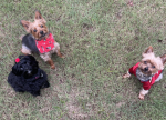 Noah’s pets group
