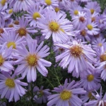 Just_Lavenders