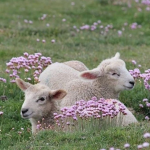 Rainbow Sheep!