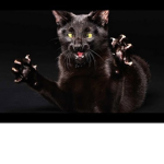 CLUB OF CATS