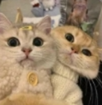- silly kittens -
