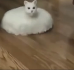 The PA (Join if your a popcat or cat in general)
