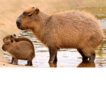 Capybara group:)