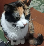 Calicos Stuff